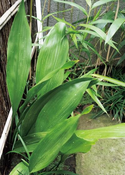 雑木の庭の木陰に強い植物は？作庭家・平井孝幸さんがすすめる【宿根草・球根10選】（サムネイル画像10）