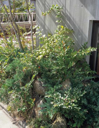 家のまわりを雑木で包むと何が変わる？ 暑さと日差しを和らげる「スクリーン状の庭」実例紹介（サムネイル画像3）