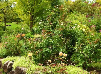 秋バラの深い花色と香りを味わう、草花との調和が美しい関東近郊ガーデン3選（サムネイル画像2）