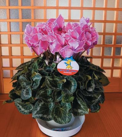 秋から楽しむ【シクラメン】生産者が1年かけて育てる工程と、注目のスゴ腕生産者を紹介！（サムネイル画像8）