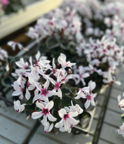 鉢花で楽しむシクラメン、今年はどれを選ぶ？ 2026年秋冬の注目品種10選（サムネイル画像4）