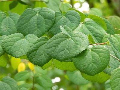 庭もベランダも秋色に！鉢植えで紅葉を楽しめる低木【8選】と育て方のコツ（サムネイル画像10）