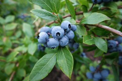 庭もベランダも秋色に！鉢植えで紅葉を楽しめる低木【8選】と育て方のコツ（サムネイル画像17）