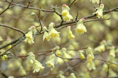 庭もベランダも秋色に！鉢植えで紅葉を楽しめる低木【8選】と育て方のコツ（サムネイル画像14）