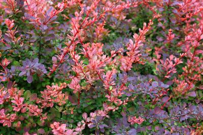 庭もベランダも秋色に！鉢植えで紅葉を楽しめる低木【8選】と育て方のコツ（サムネイル画像11）