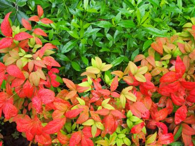 庭もベランダも秋色に！鉢植えで紅葉を楽しめる低木【8選】と育て方のコツ（サムネイル画像13）
