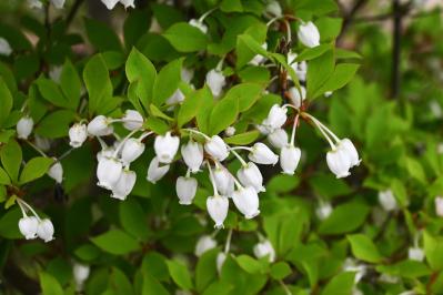 庭もベランダも秋色に！鉢植えで紅葉を楽しめる低木【8選】と育て方のコツ（サムネイル画像3）