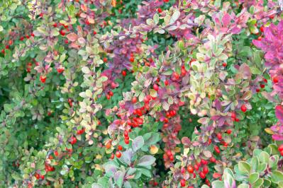 庭もベランダも秋色に！鉢植えで紅葉を楽しめる低木【8選】と育て方のコツ（サムネイル画像12）