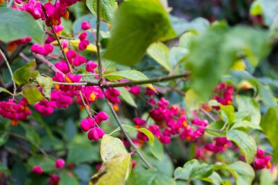 庭もベランダも秋色に！鉢植えで紅葉を楽しめる低木【8選】と育て方のコツ（サムネイル画像5）