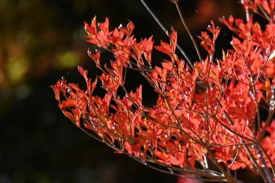 庭もベランダも秋色に！鉢植えで紅葉を楽しめる低木【8選】と育て方のコツ（サムネイル画像2）