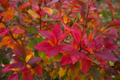 庭もベランダも秋色に！鉢植えで紅葉を楽しめる低木【8選】と育て方のコツ（サムネイル画像16）