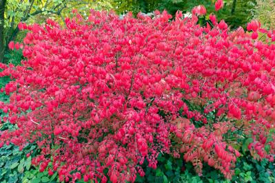 庭もベランダも秋色に！鉢植えで紅葉を楽しめる低木【8選】と育て方のコツ（サムネイル画像4）