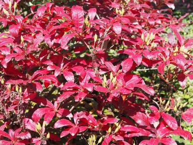 庭もベランダも秋色に！鉢植えで紅葉を楽しめる低木【8選】と育て方のコツ（サムネイル画像6）