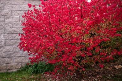 庭もベランダも秋色に！鉢植えで紅葉を楽しめる低木【8選】と育て方のコツ