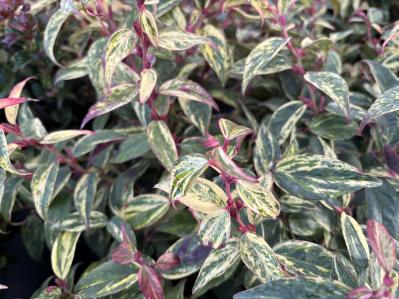 庭もベランダも秋色に！鉢植えで紅葉を楽しめる低木【8選】と育て方のコツ（サムネイル画像8）